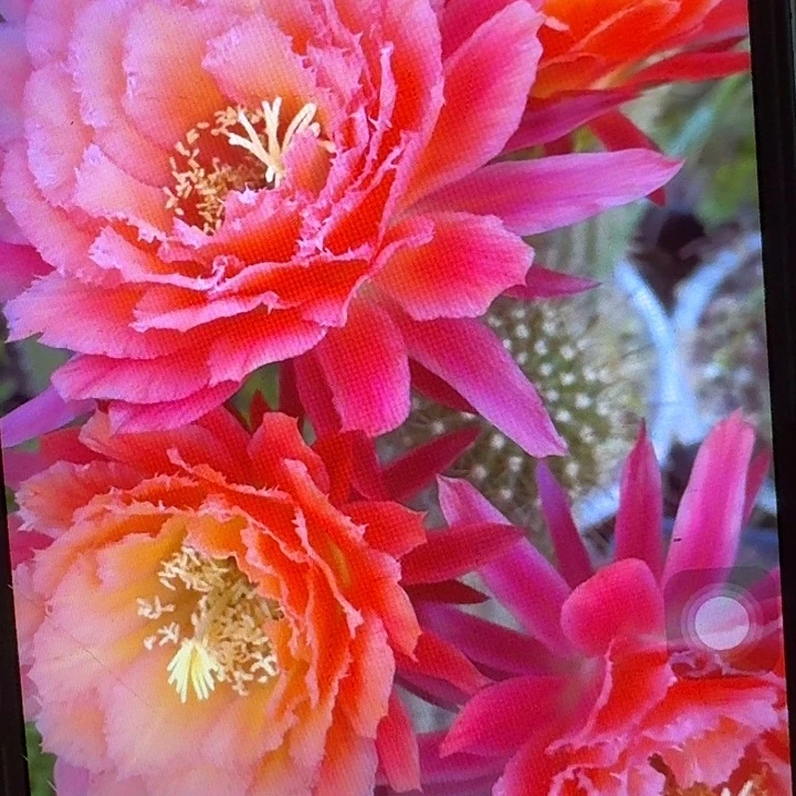 牛牛带根高10公分毛花柱