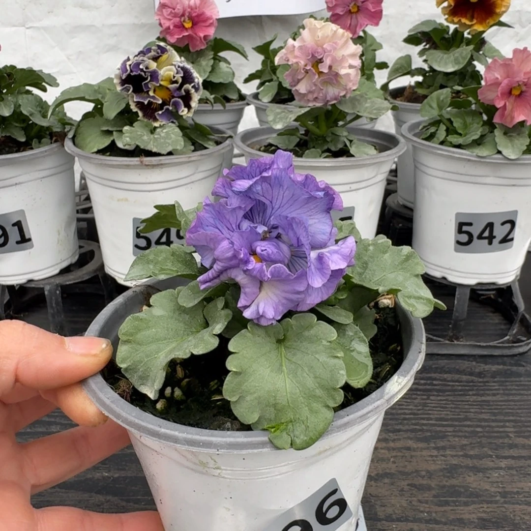 全部花朵596号tutu群