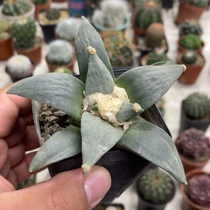 岩牡丹实生特价福利