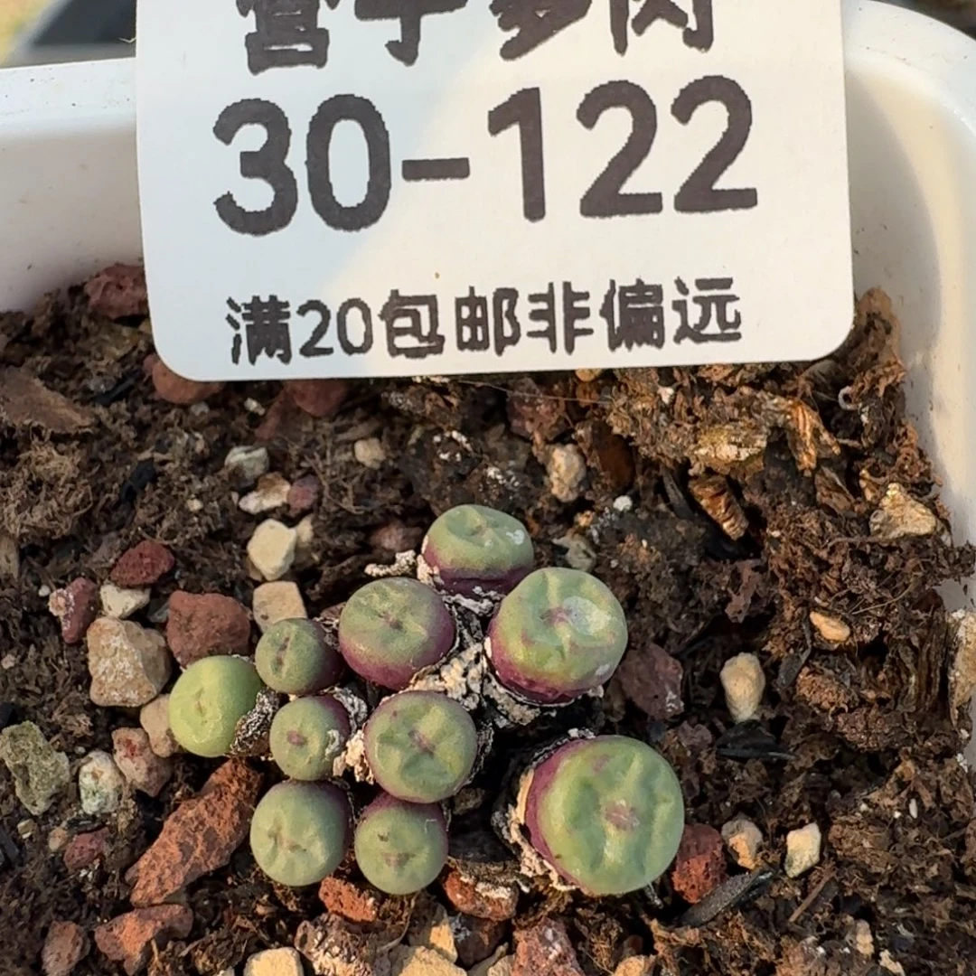 带盆土小红嘴10头。