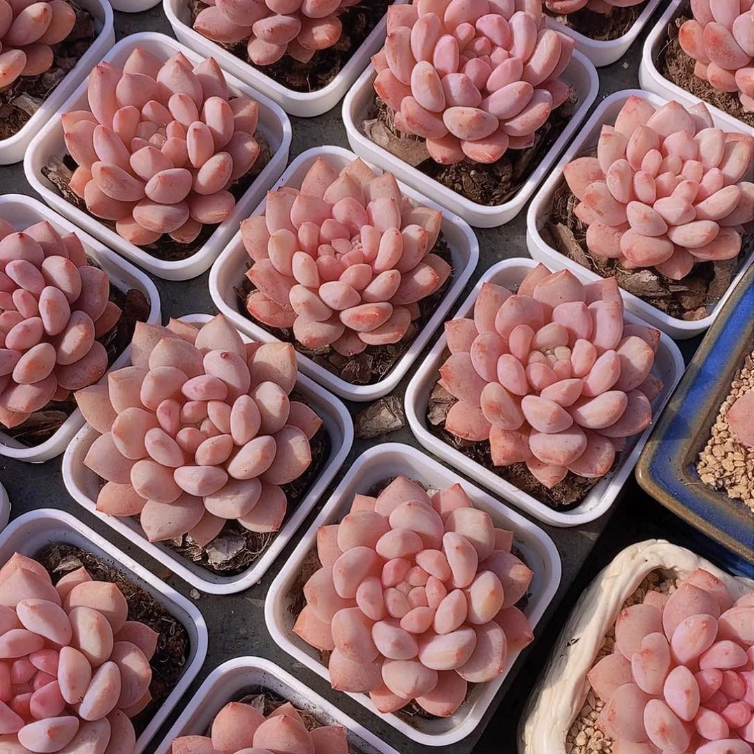 0129-半夏单头一颗 带白方 量拍