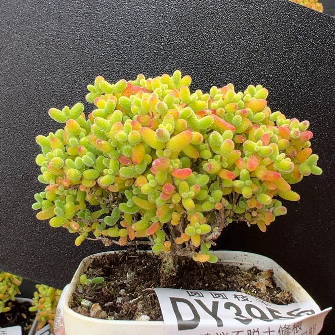 dy3956精控蜜橘糖球冠幅7cm