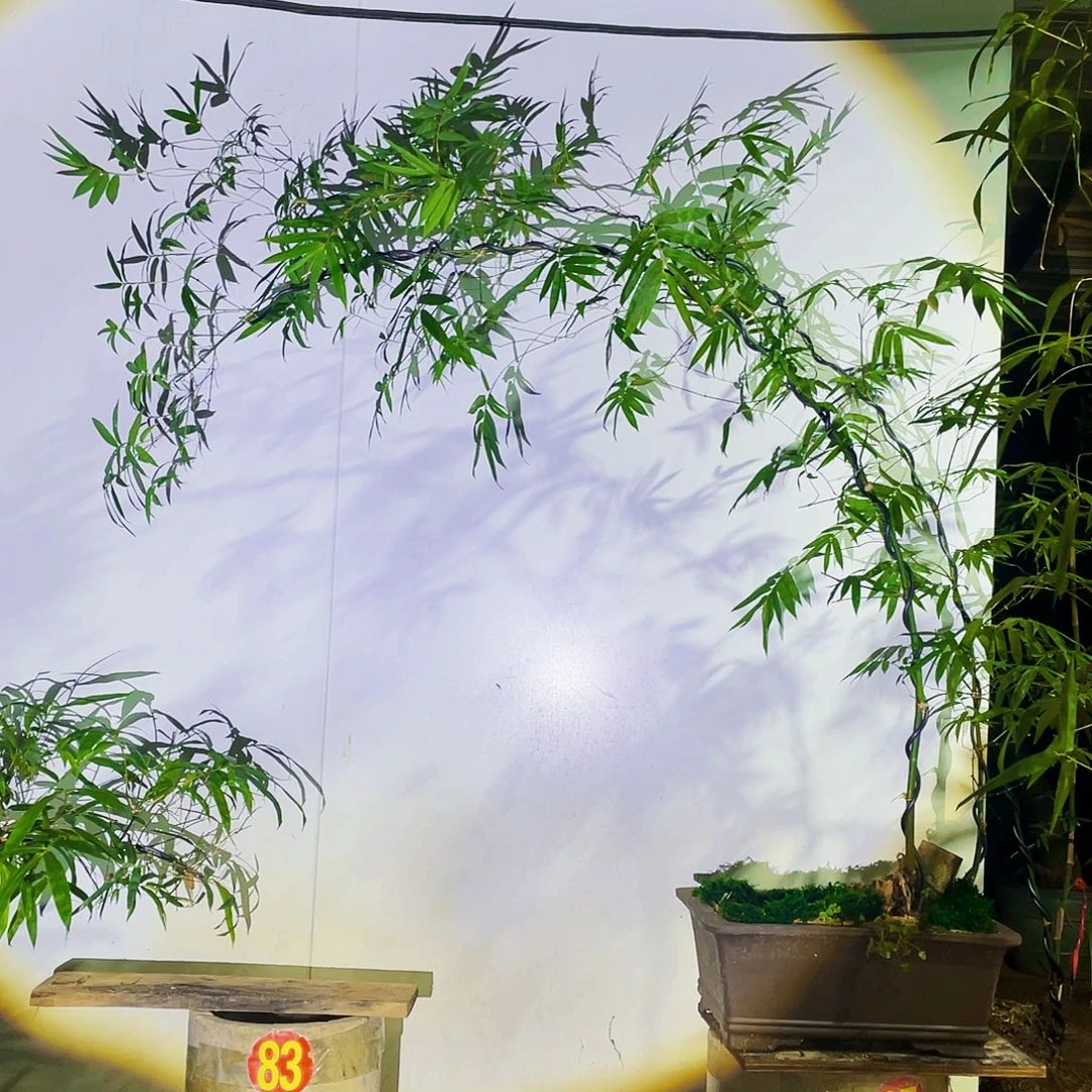 『***』无花朵小叶簕竹熟桩陶瓷盆一物一拍