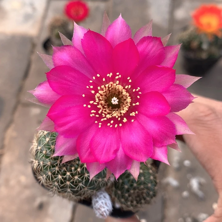 17 实生丽花带盆土发货