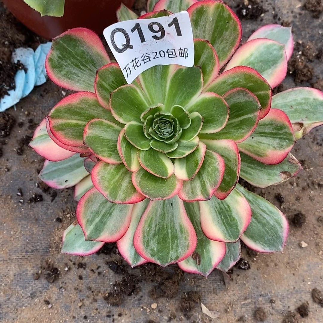 191黑魔锦多肉植物