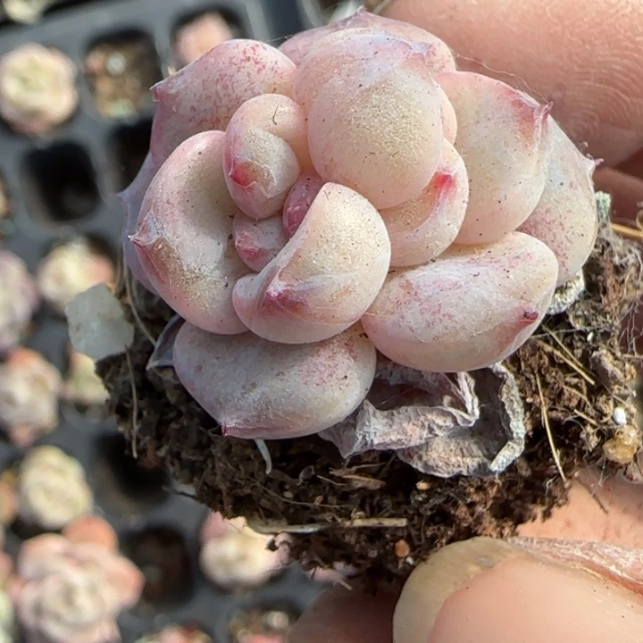 小卡拉米糖心一物一拍