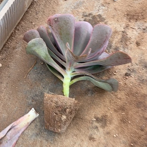 小***多7 4号包菜系列多肉小苗1棵