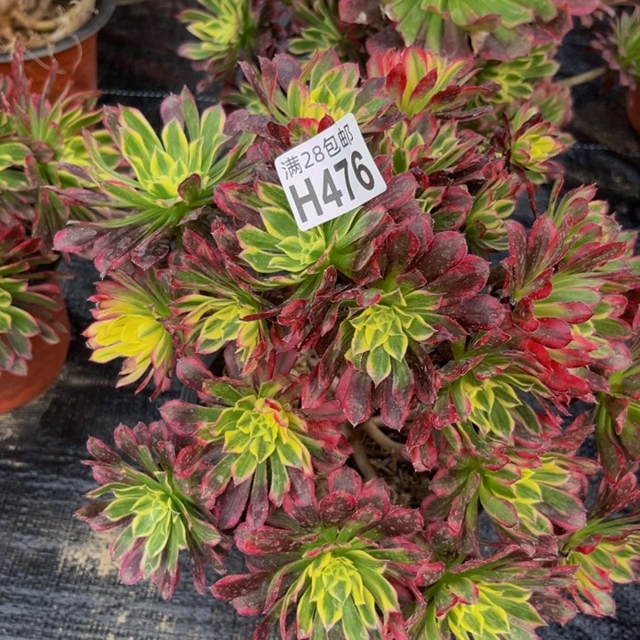 476多肉植物一物一拍