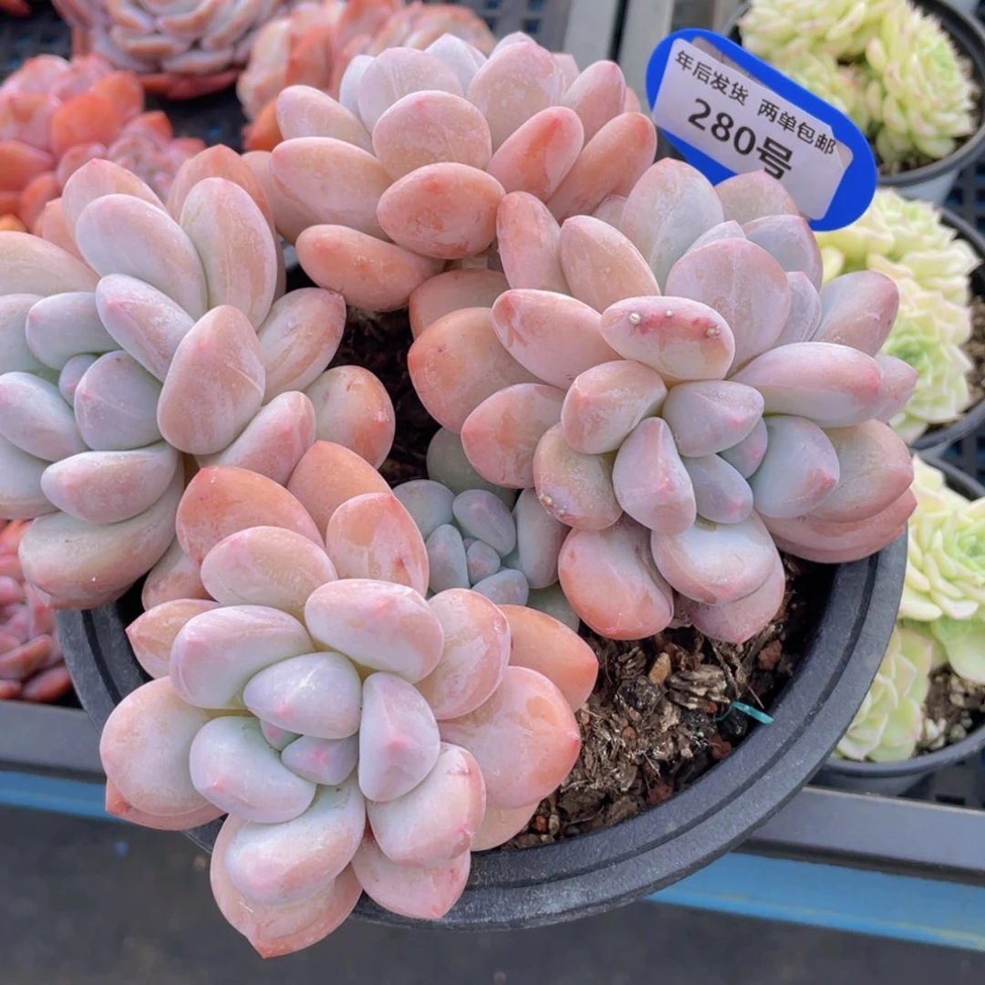 280号母本大香水群