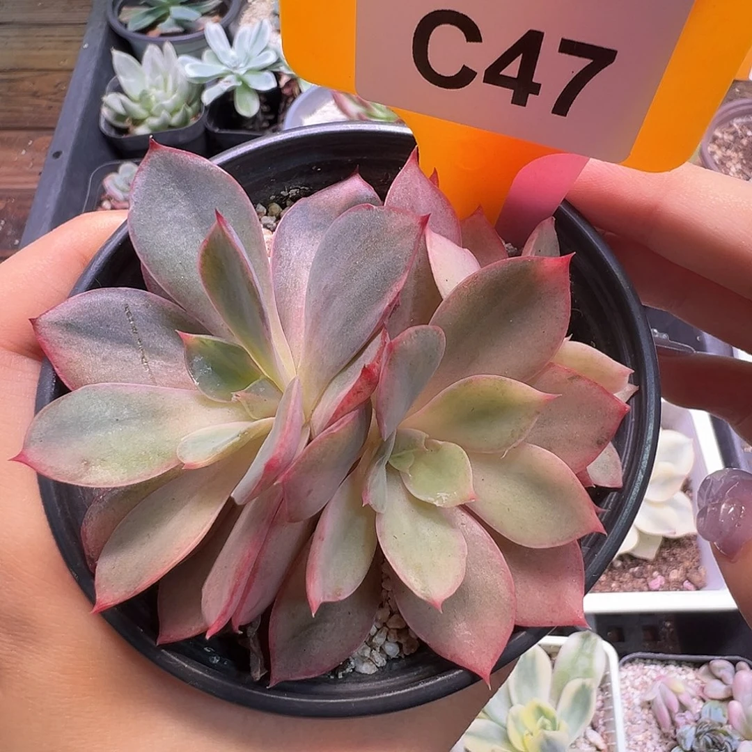 赫拉锦C47多肉植物