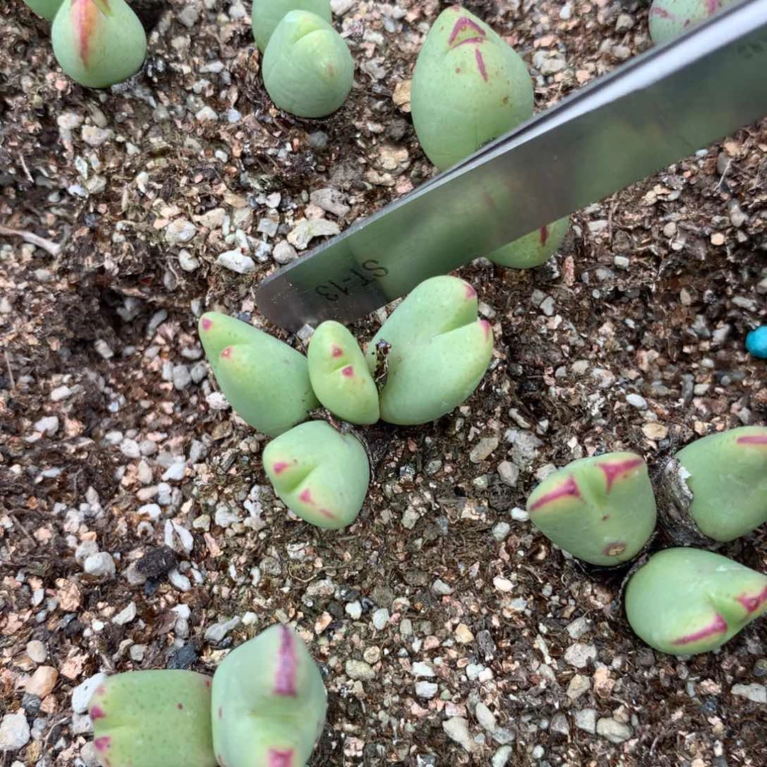 750号少将母本四头一颗