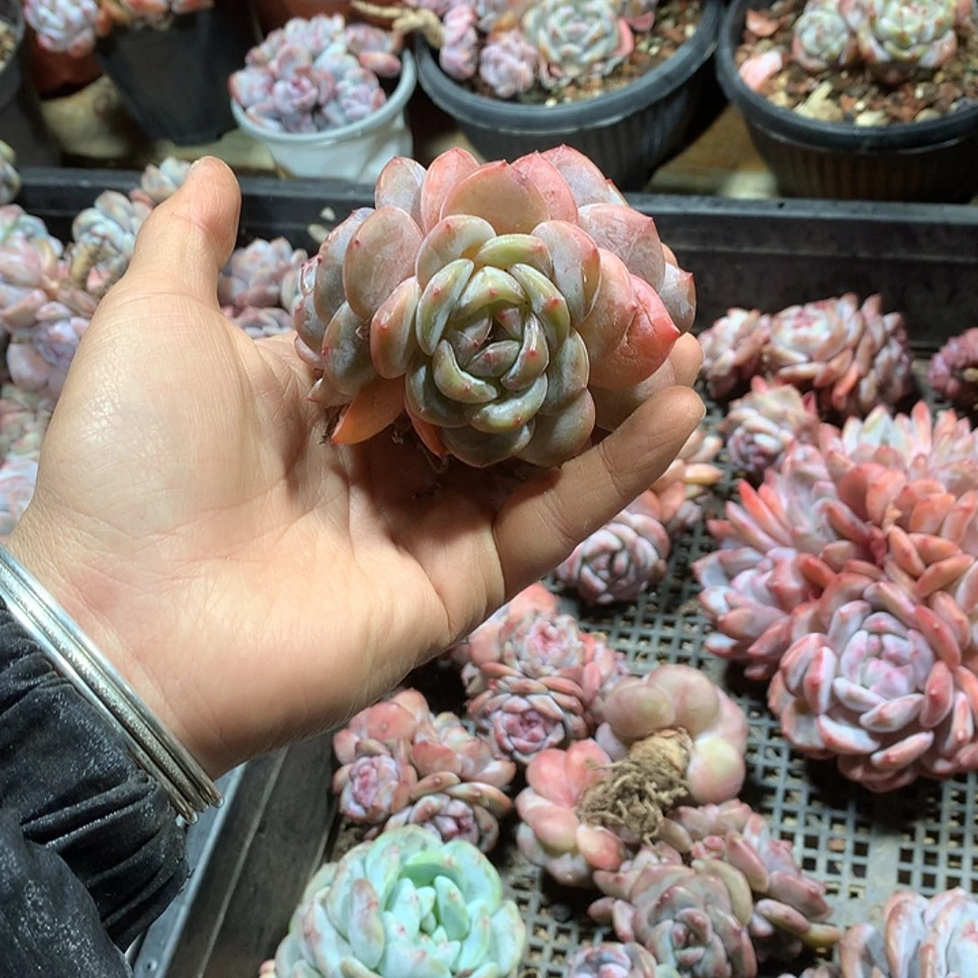 星影哈哈哈哈哈哈哈3