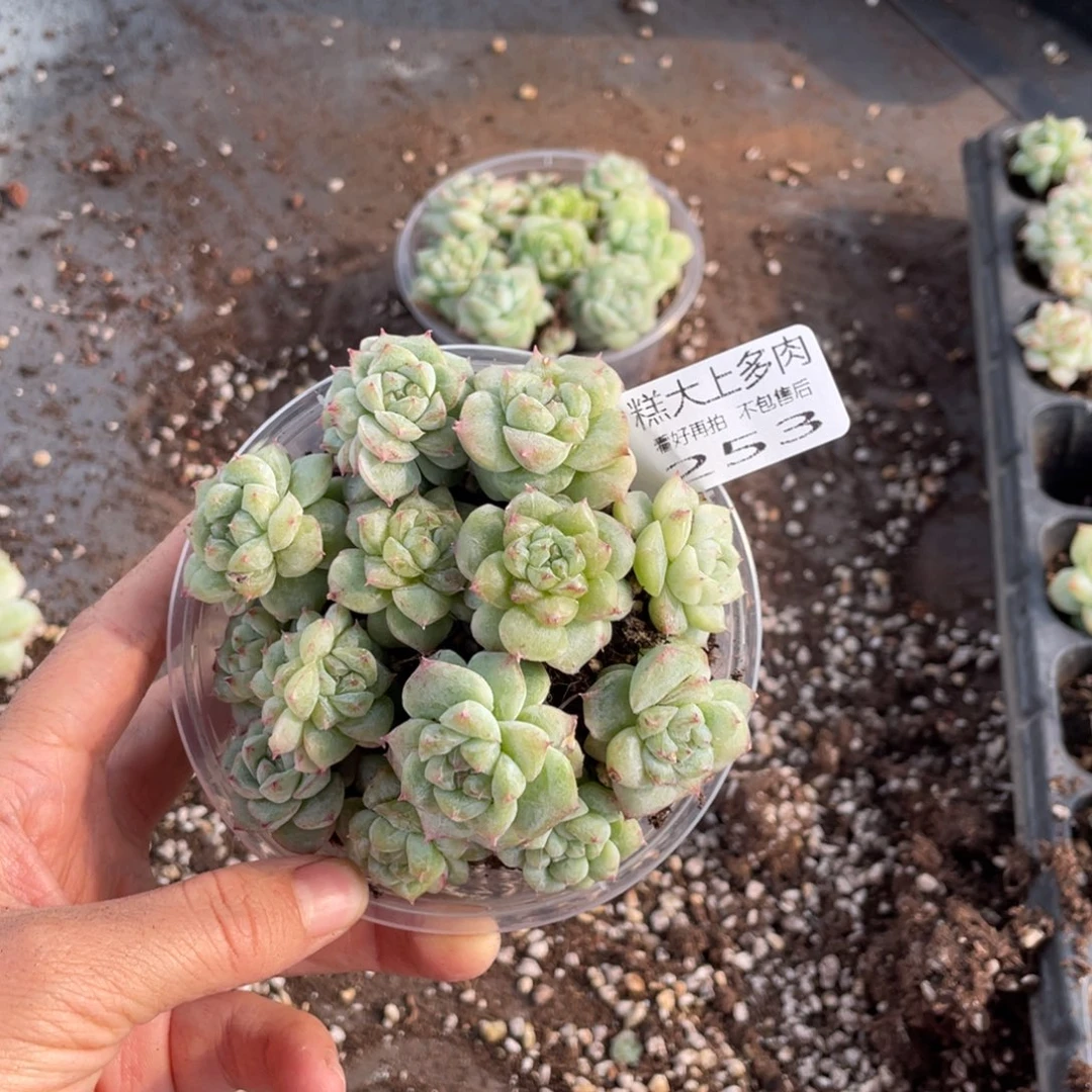 糕大上多肉植物253