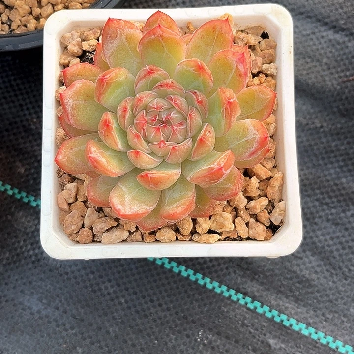 雪花珍妮13号码牌子的