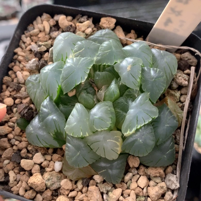 【闪购商品】226实生玉露