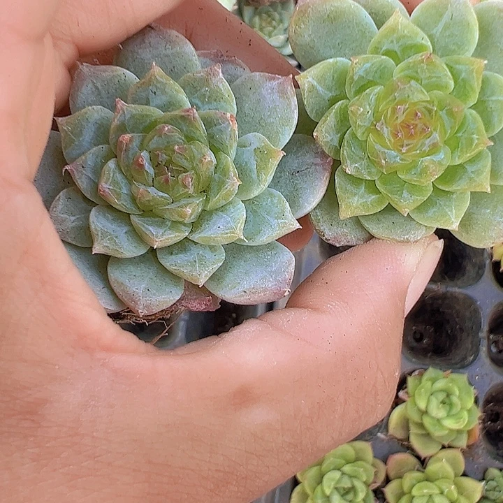 穴盘溏心4颗19包邮