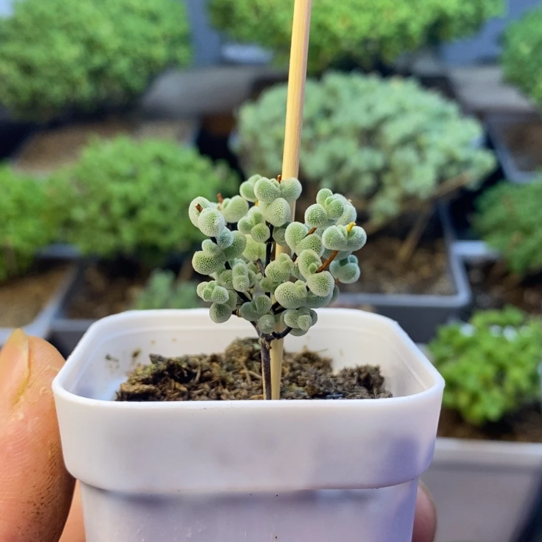 953实生优选白体莱斯多肉