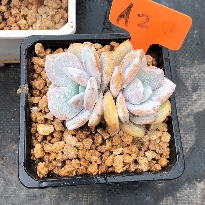 双头奶茶2号码牌子的话题