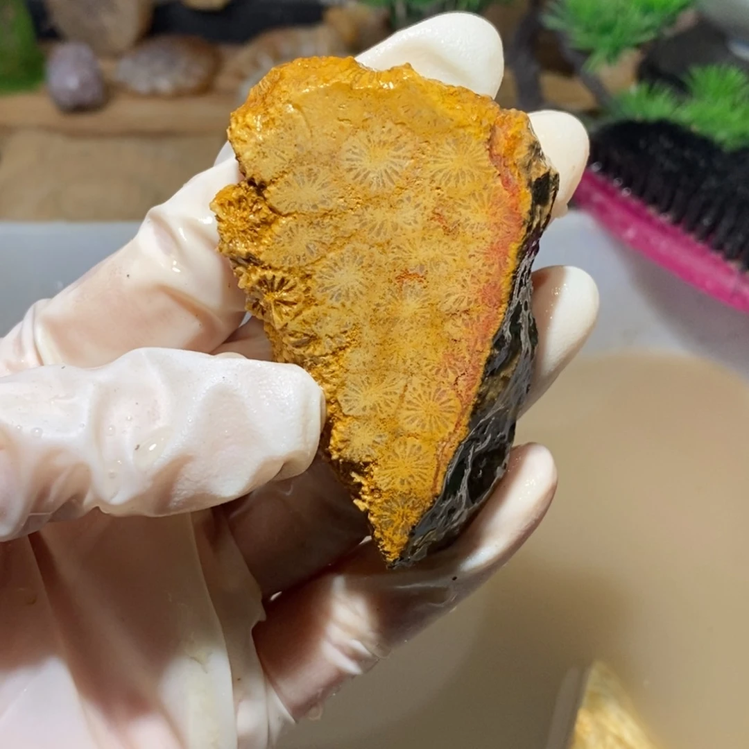 【闪购商品】硅化玉颈饰未镶嵌