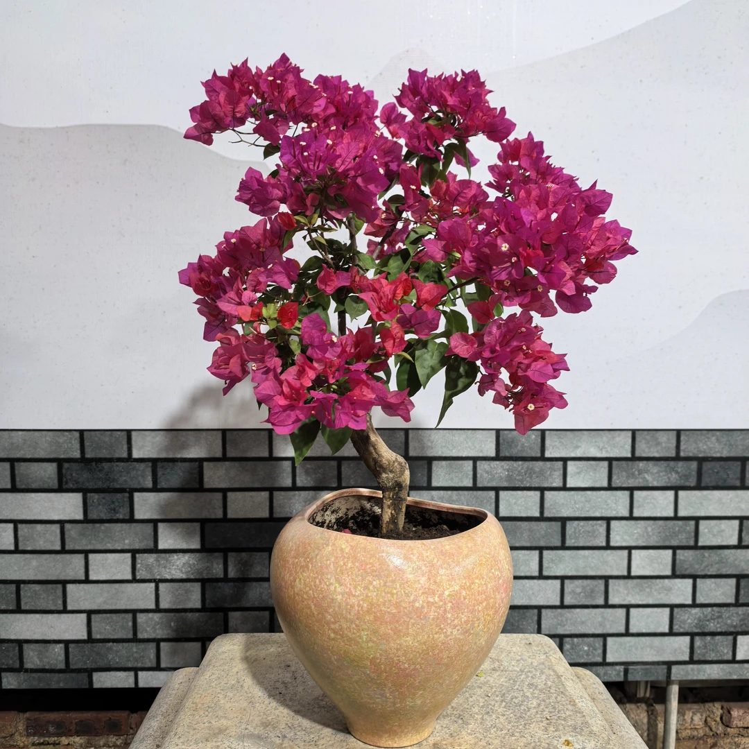 【艺景园林燕专用】棒棒糖四季同安红盆景造型老桩好养勤花