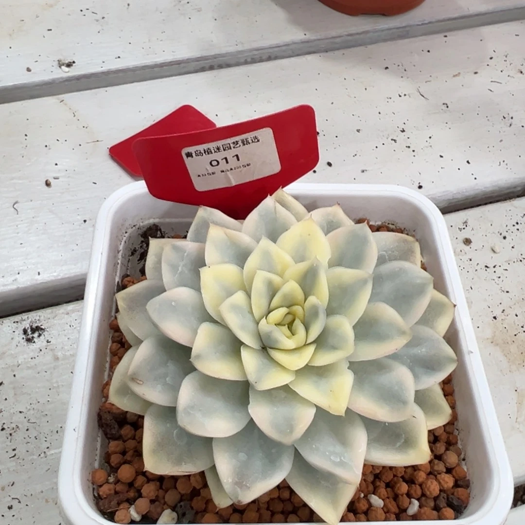 北***方011号雪鸳大单头锦多肉