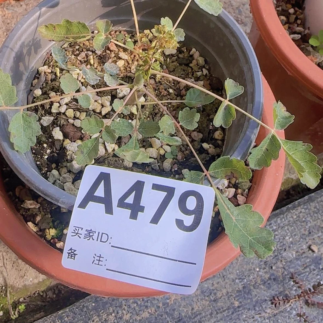 【闪购商品】托**福块根植物