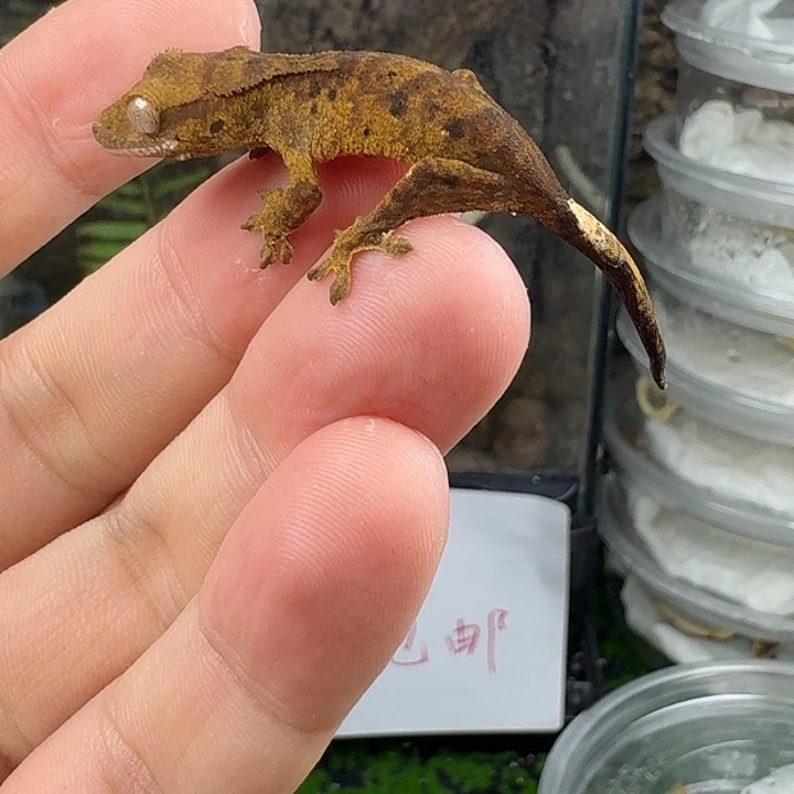 睫角守宫麦町苗子