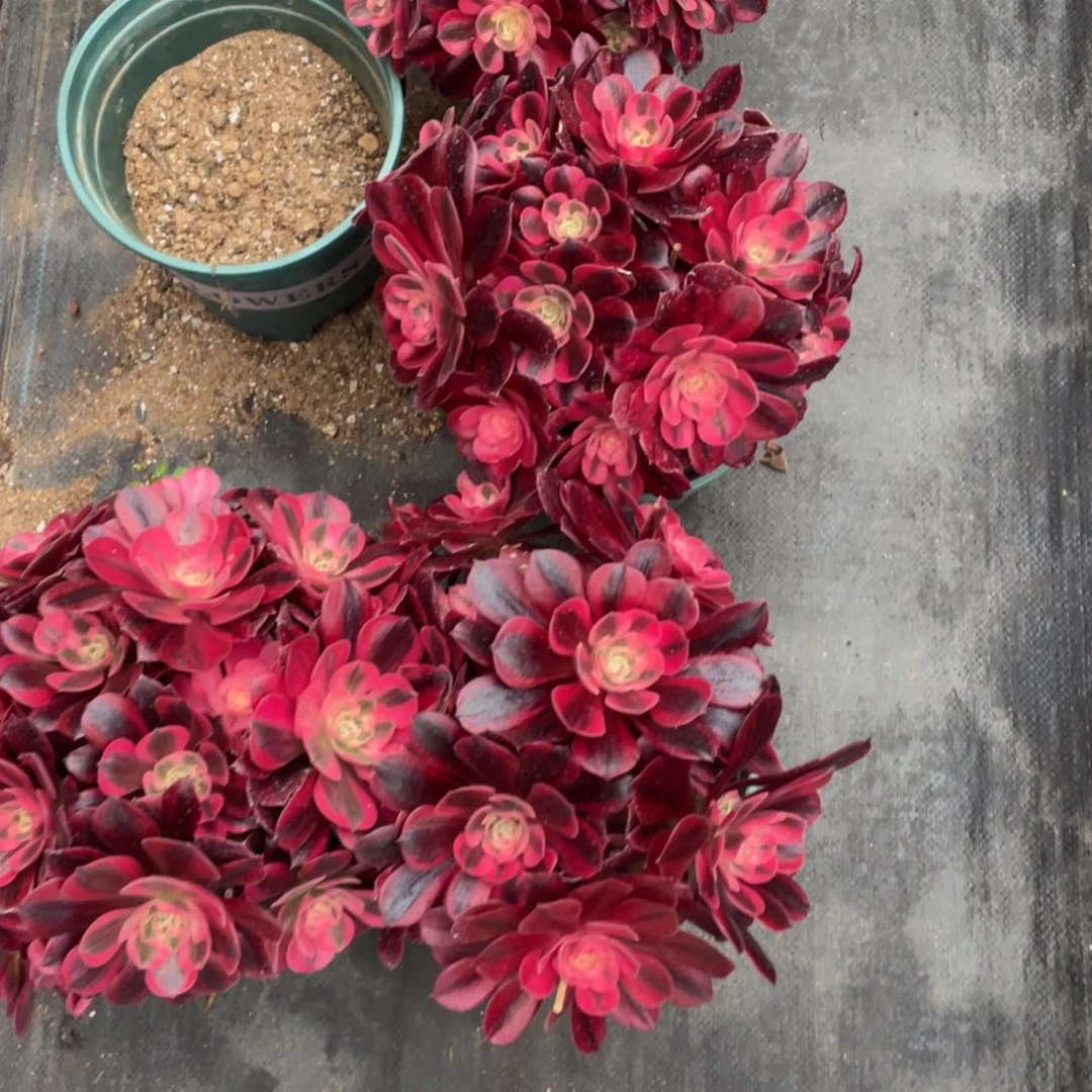 紫砂茶杯美杜莎哥哥哥哥哈哈回家