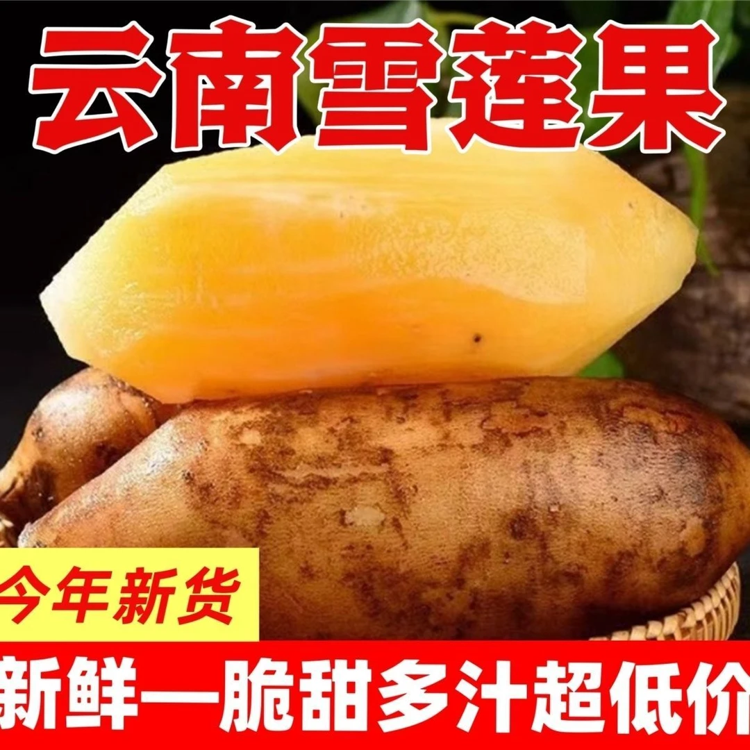 【云南天山雪莲果】现挖现发应季水果黄心脆甜多汁新鲜3/5/9斤