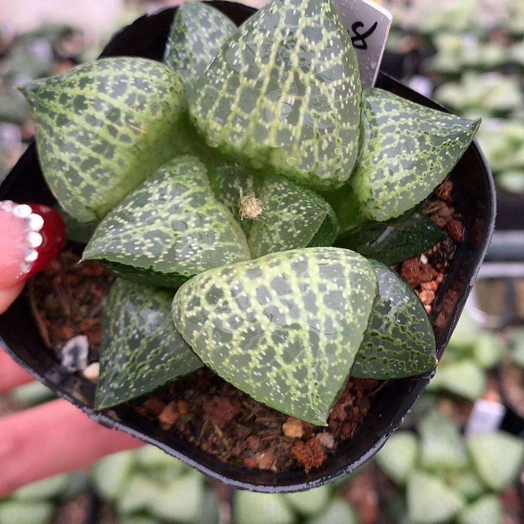 28号白鲸康平带盆土