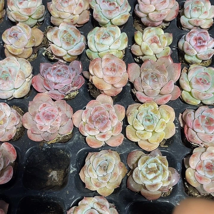 105颗一组小冰魄105颗