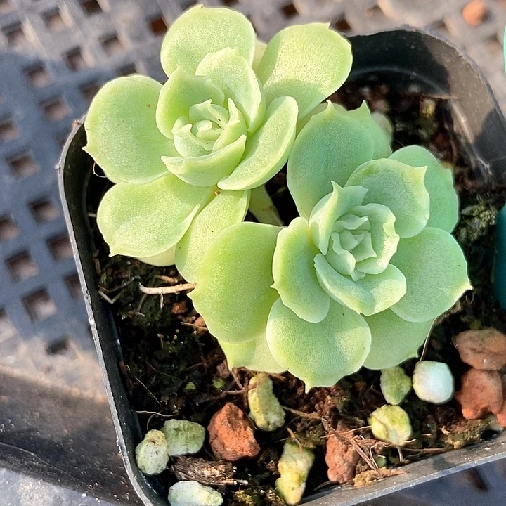 多肉植物虾饺7216多肉