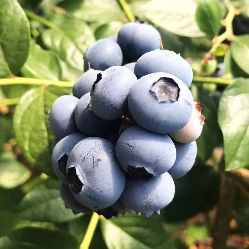 8盒20-18+巨无霸新鲜蓝莓水果100g每盒