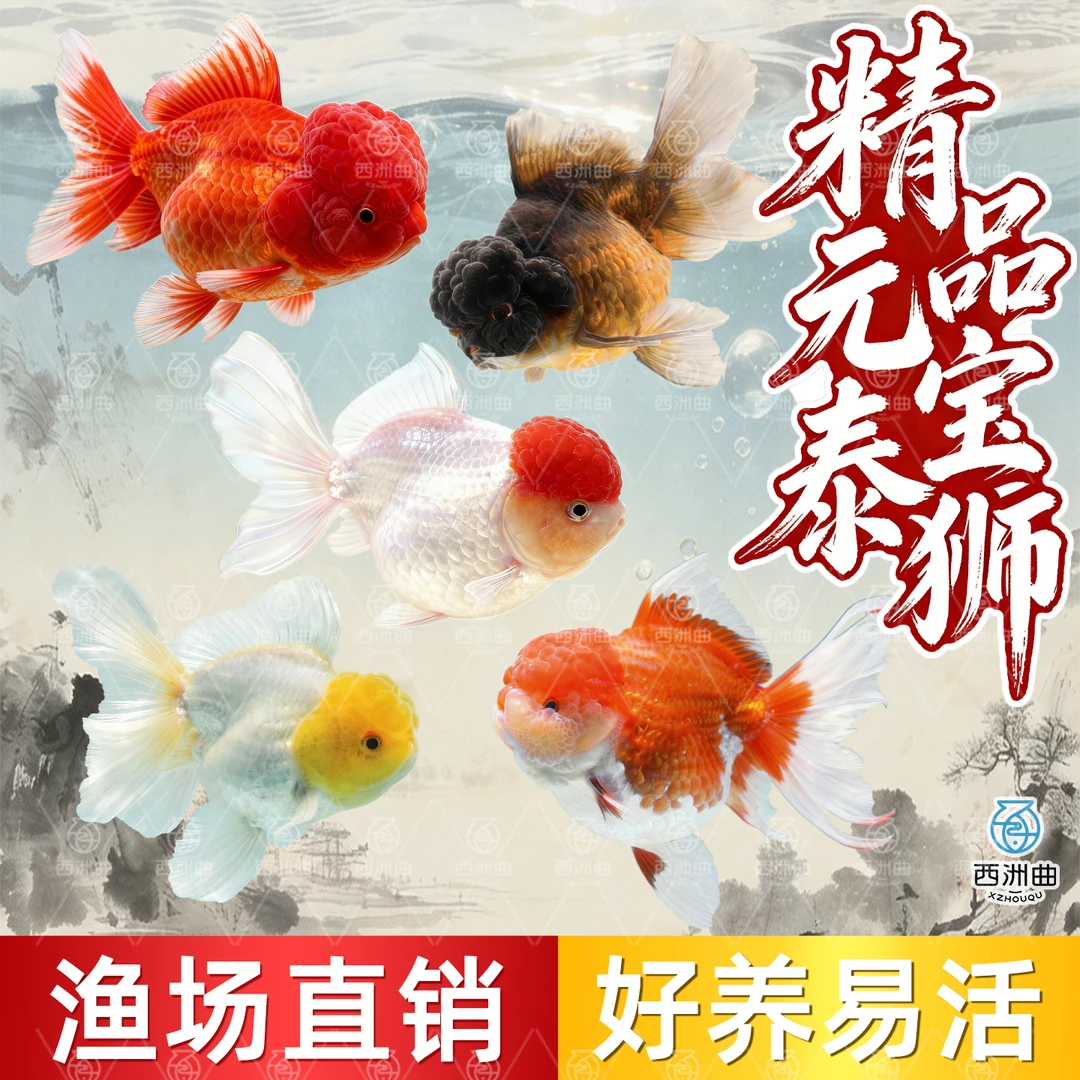 精品元宝泰狮金鱼活体观赏鱼包活好养无需加温新手推荐冷水鱼
