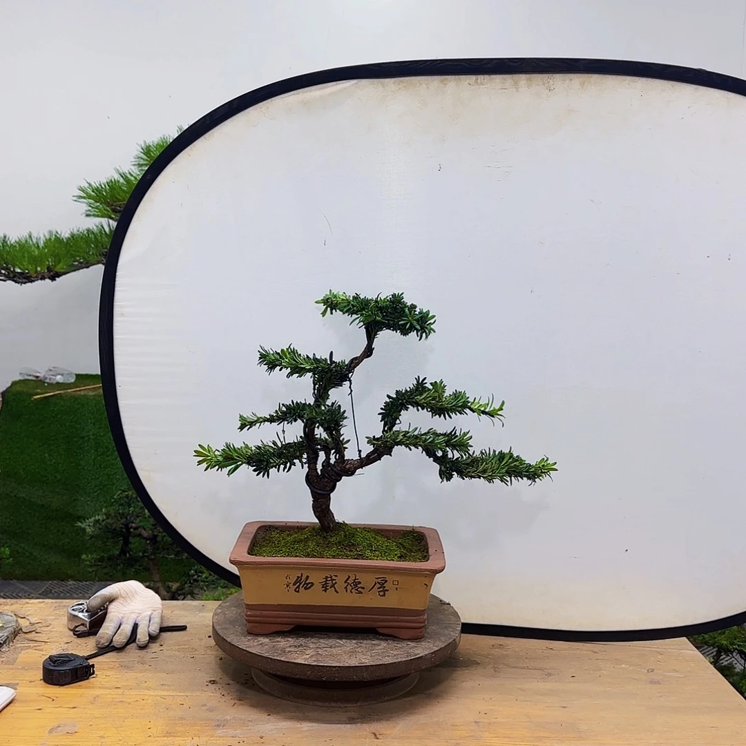 盆景盆景盆景盆景