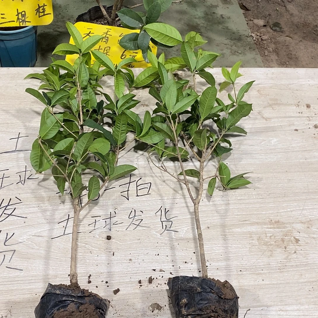 完全开放一物一拍的桂花