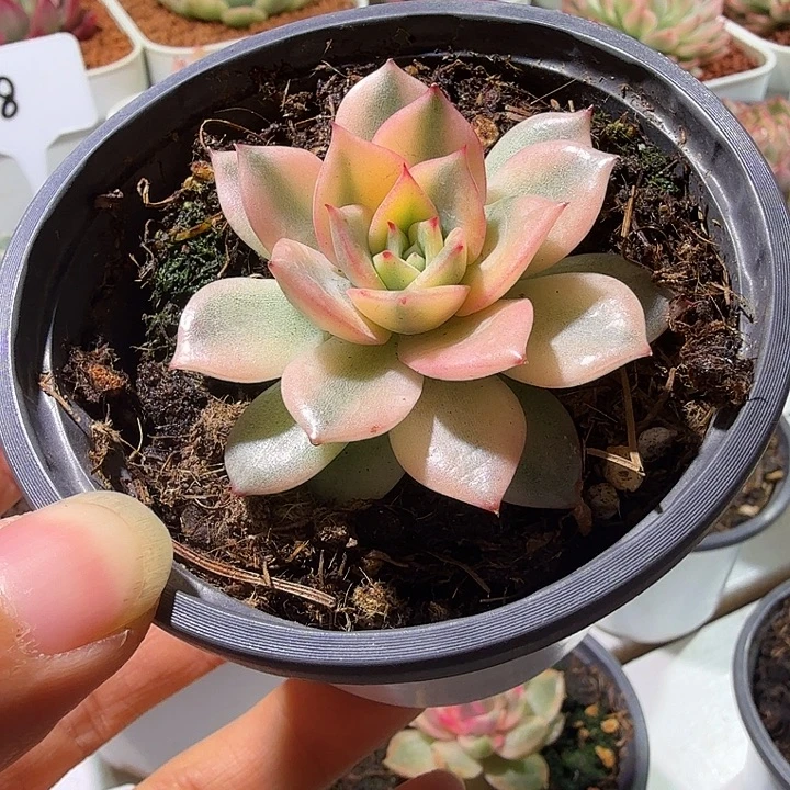 粉爱丽锦多肉植物
