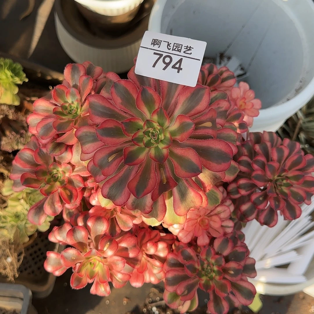 794多肉 粉体香奈儿法师