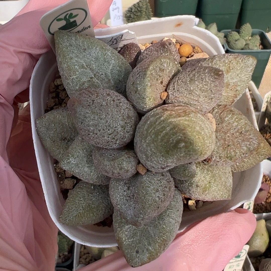 655捧花状老桩杂交实生