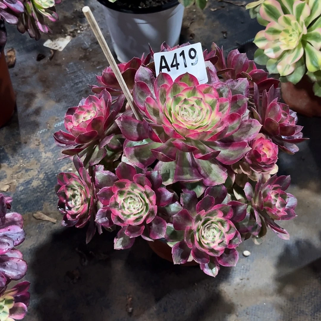 多肉植物云荷419多肉