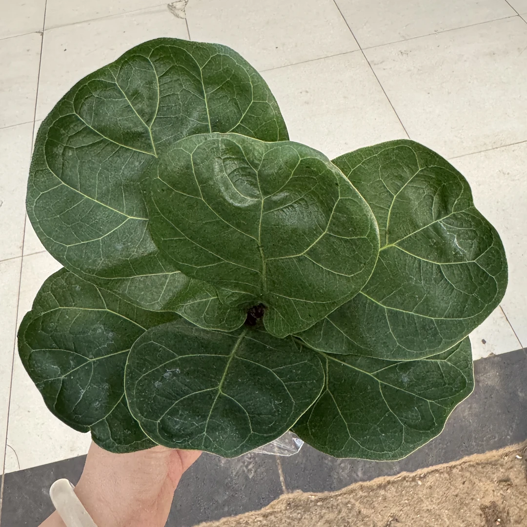 琴叶榕盆栽绿植室内