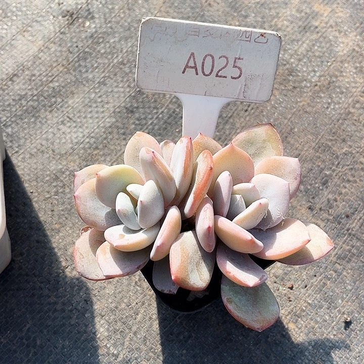 我是第一百个为妖刀应援的阴阳