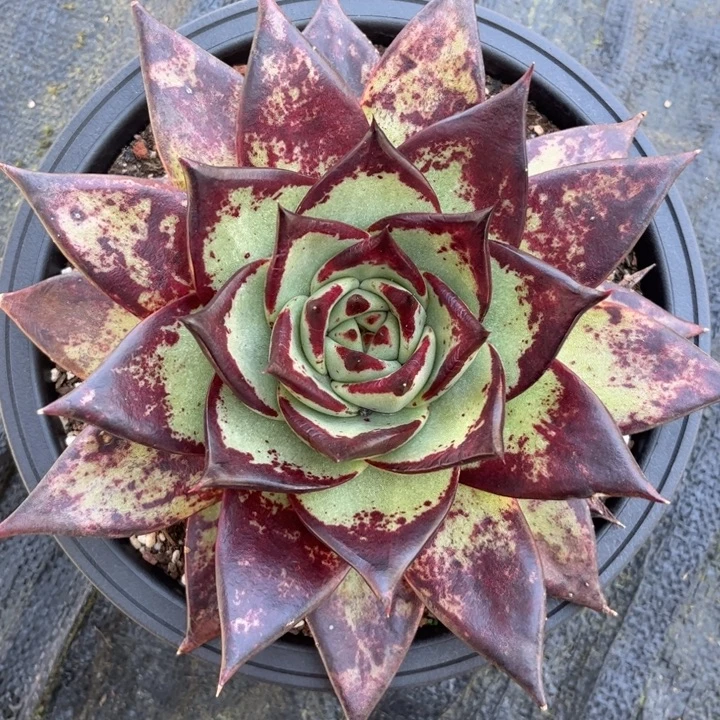 斑纹款1111111111111