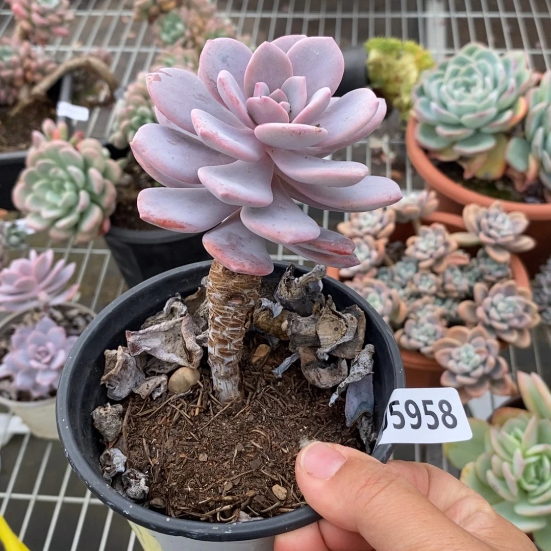 5958红茶一物一拍