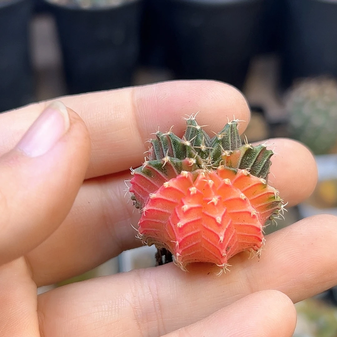 肋骨牡丹锦实生一颗