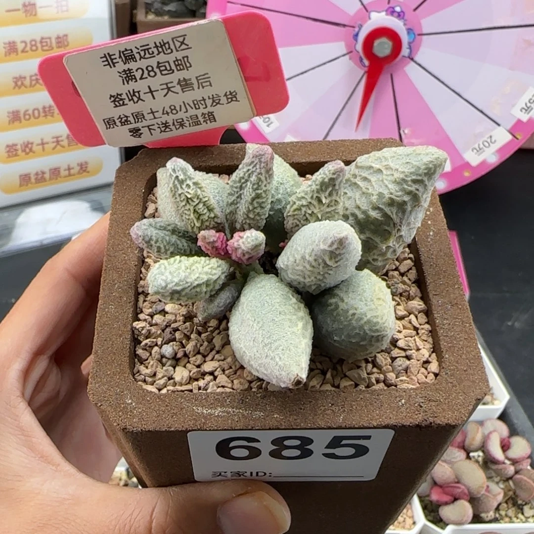 不***心685倒刺冰淇淋多肉
