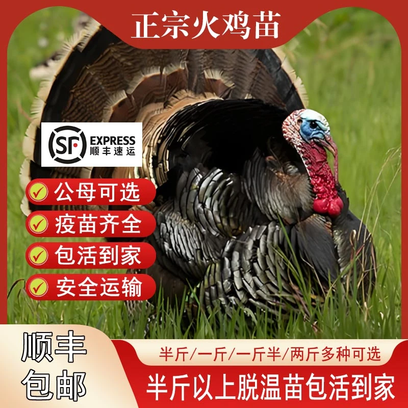 火鸡苗现货大种青铜散养脱温纯种贝蒂娜小活苗半斤一斤火鸡宠物鸡