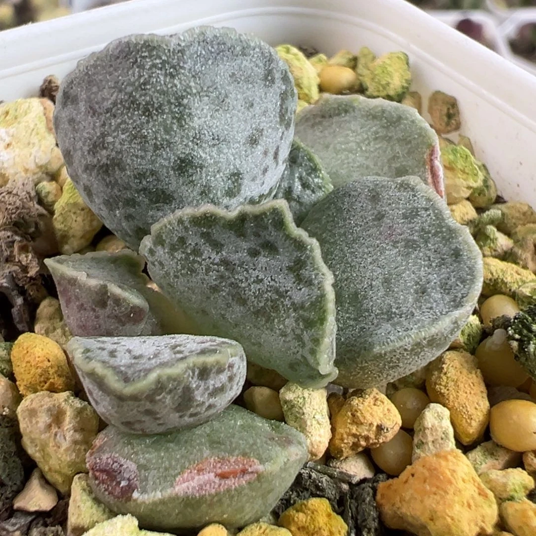 福利款实生新品多肉植物水泡