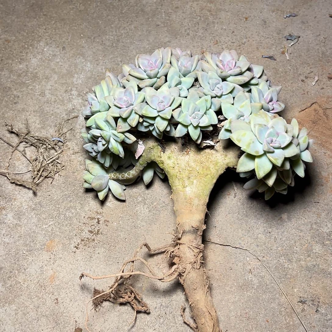 小***言淡雪多肉481一物一拍