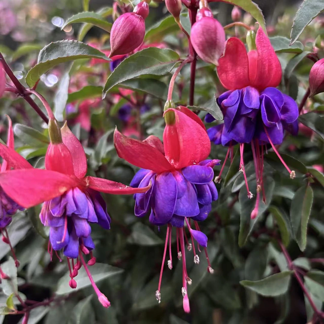 紫公主倒挂金钟棒棒糖盆栽庭院爆花强花卉新手易养护生花苞发货